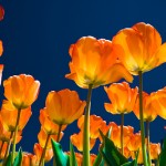 Spring-Flowers-150x150